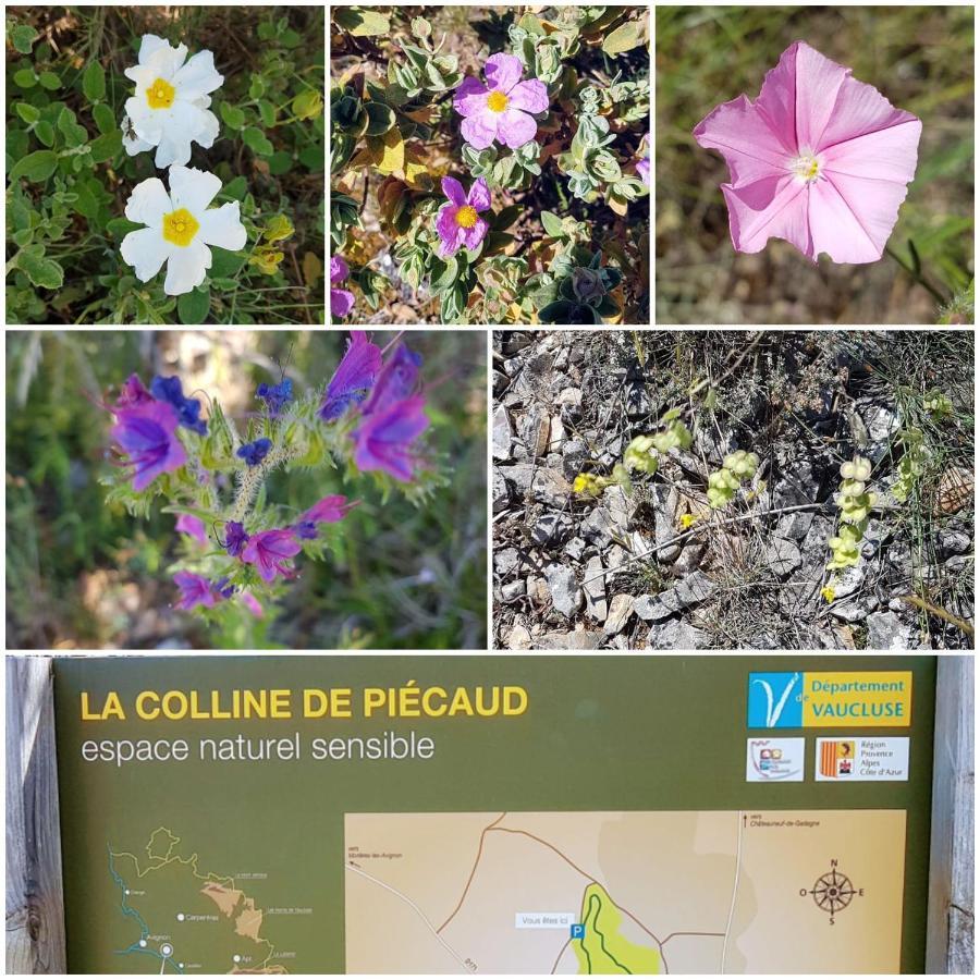 La Cabane Du Pesquier En Provence Caumont-sur-Durance 外观 照片